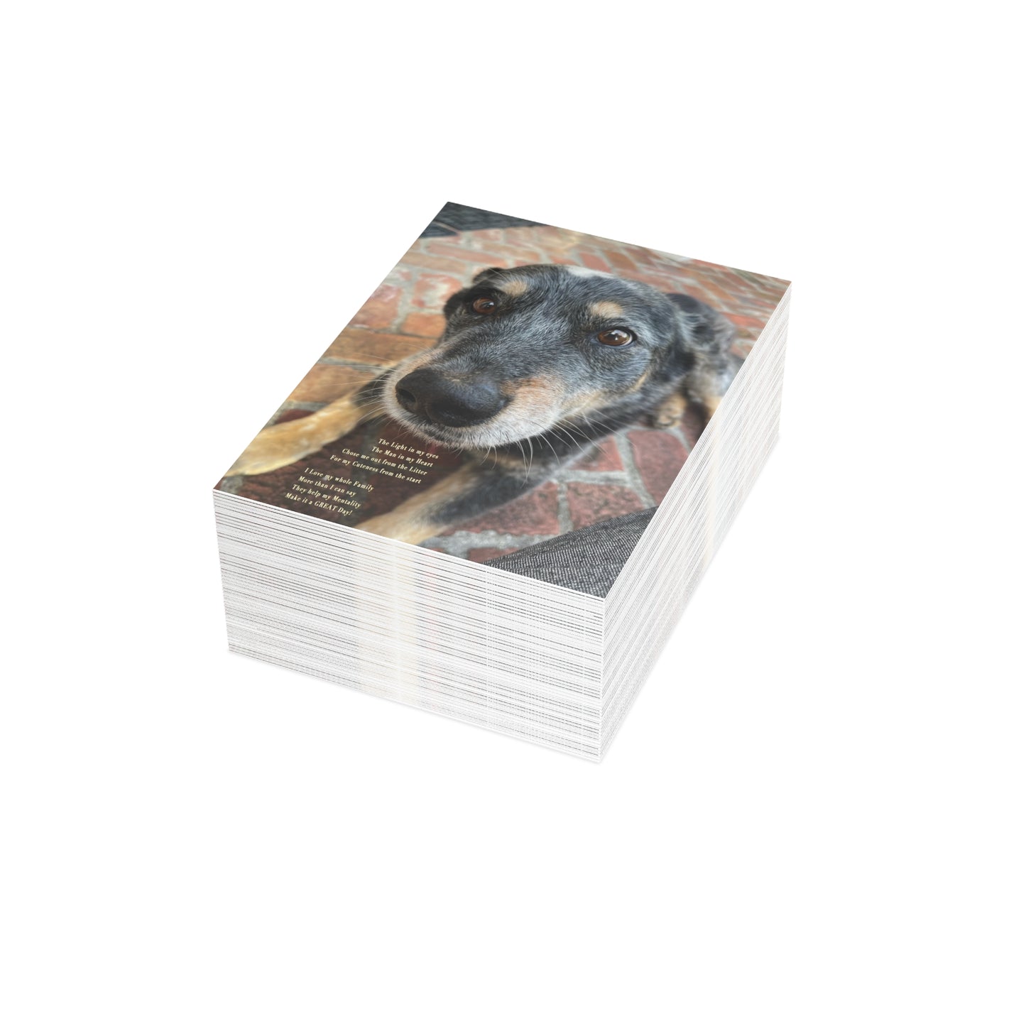 Jack Herr Hund • Postcard Bundles (envelopes included)